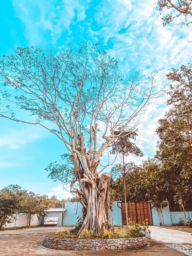 Nivadoo Resort Sigiriya Bagian luar foto The tree in 2019